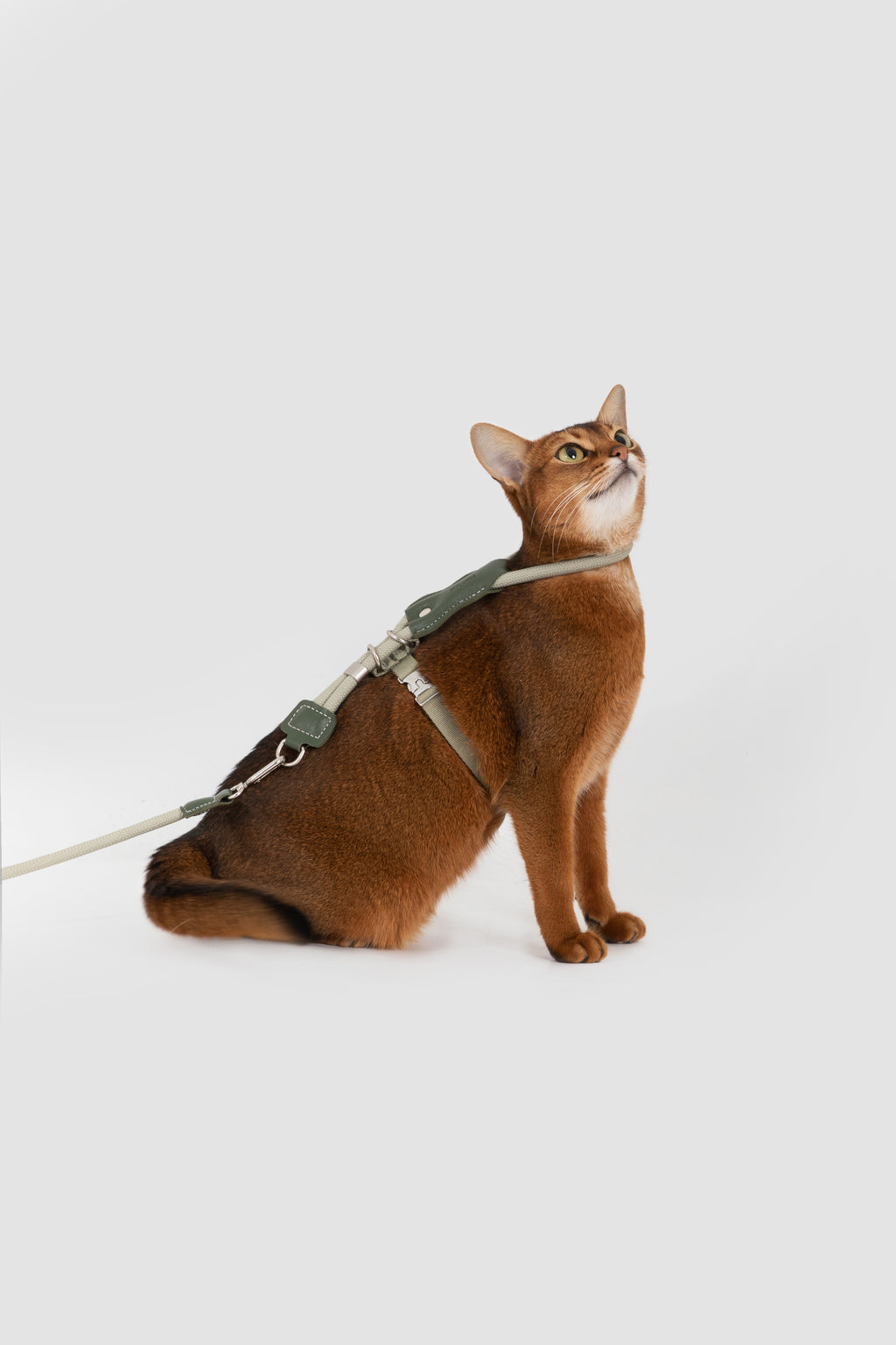 Cat Chest Harness and Leash Set